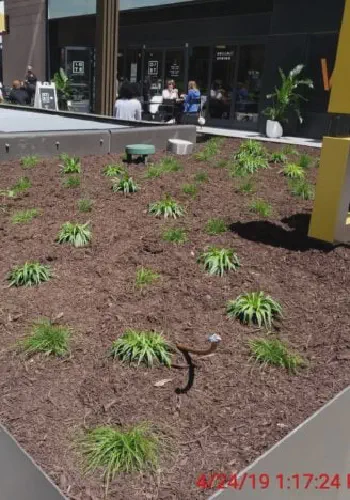 Expanded Polystyrene used to Insulate Above Ground Planters