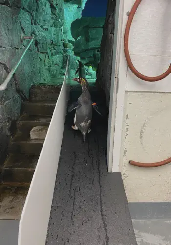 Aquarium Penguin Ramp